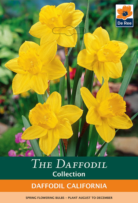 Daffodil 'California' (6 Bulbs)