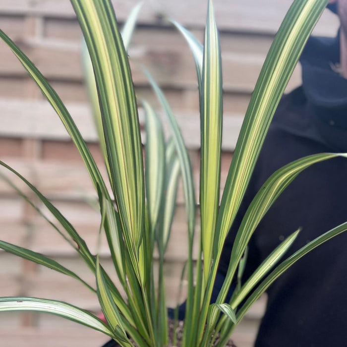 Phormium 'Cream Delight' 60-70cm