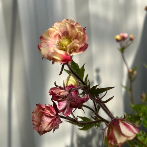 Geum - Tempo Rose 2L