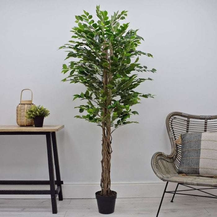 Captivating Artificial Ficus Tree: Green Twisted Trunk, 6ft / 180cm