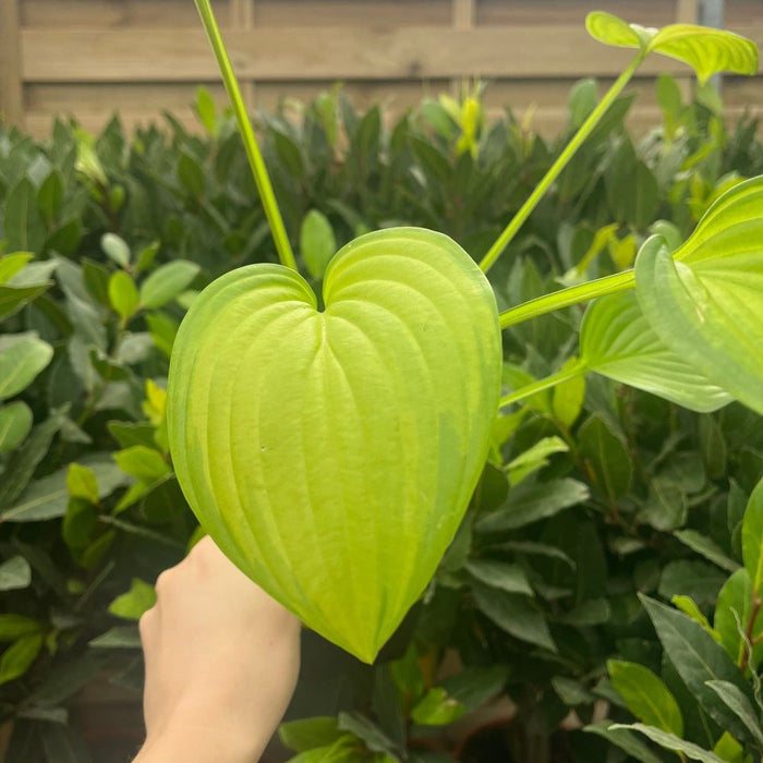 Hosta 'Fragrant Bouquet' 9cm