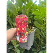 https://images.avasam.com/?url=https://avasamnew.s3.amazonaws.com/product/GB010245/S0671650650/2.png&w=500