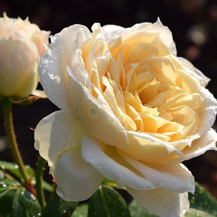 Rose Champagne Moments | Floribunda | 4L Potted Rose