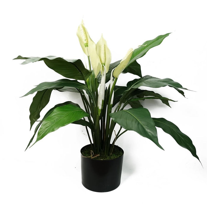 Realistic Artificial Peace Lily - White Spathiphyllum