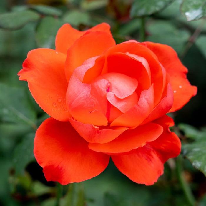 Rose Scarlet Queen Elizabeth | Floribunda | 4L Potted Rose