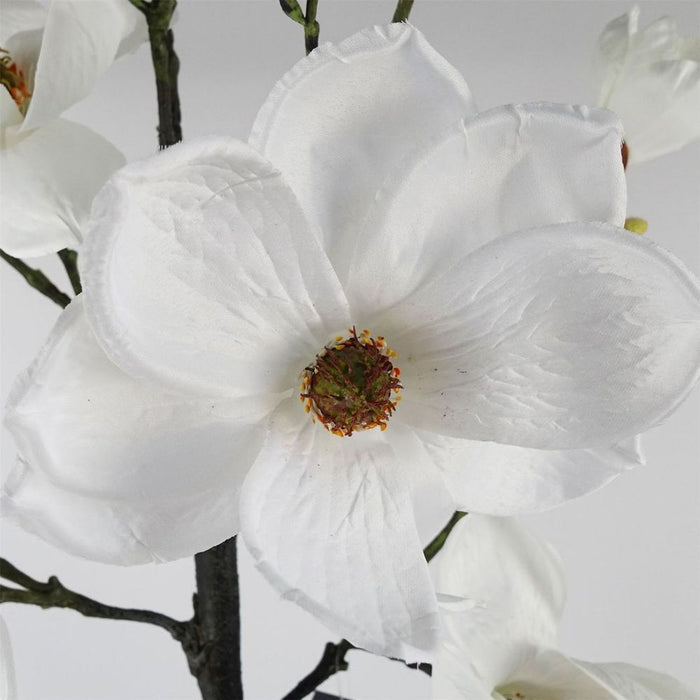 Exquisite Silk Magnolia Tree | 110cm | White Potted