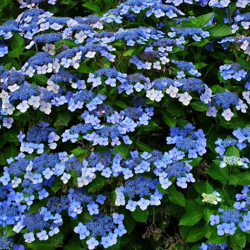 Hydrangea 'French Bolero' Blue 3L
