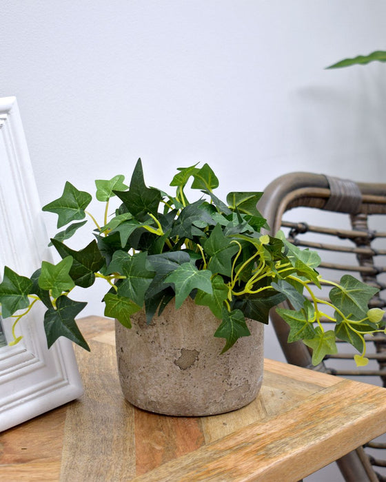 Realistic Artificial Hedera Ivy Potted Plant | Green Foliage | Indoor Decor | 19cm Height