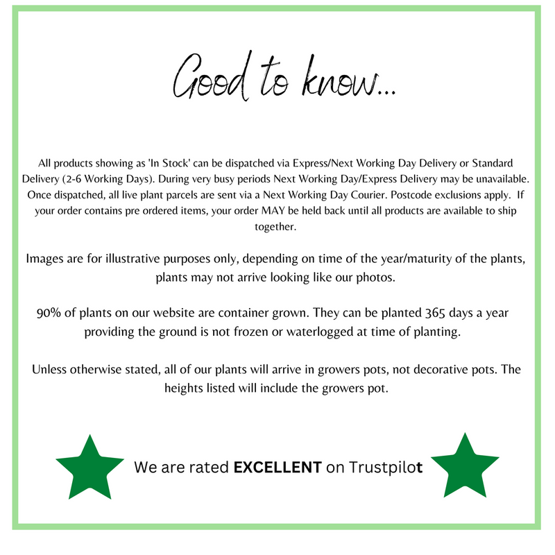 3 x Crocosmia ( 3 x 9cm Pots)