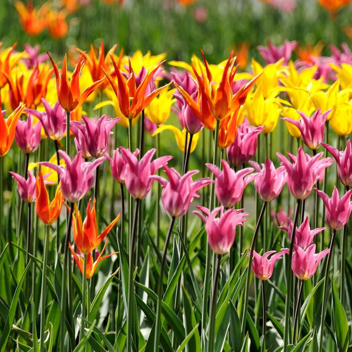 Tulip Lily Flowering Mix (6 Bulbs)