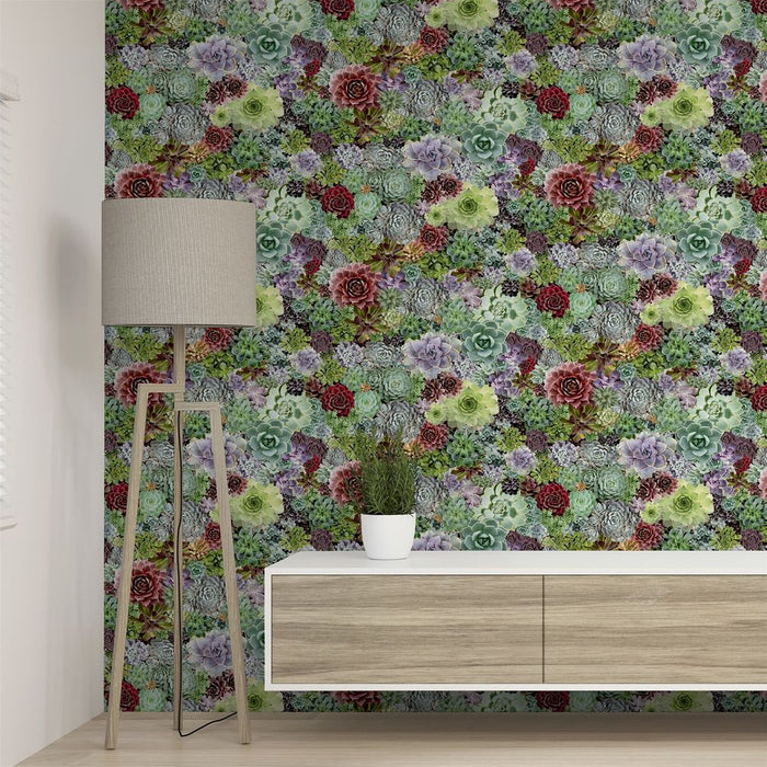 Premium Quality Succulent Living Wall Multi sw12