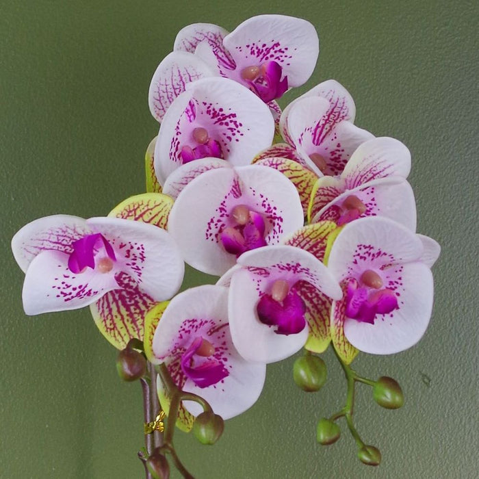 48cm Harlequin Orchid Artificial - Pink/Gold, Real Touch Leaves, Wired Stems - Premium Quality