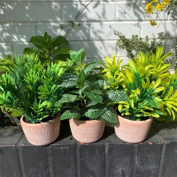 22cm Foliage Honey Plant: Realistic & Vibrant Green in Terracotta Pot