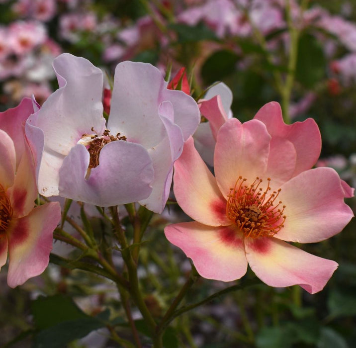 Rose For Your Eyes Only | Floribunda | 4L Potted Rose