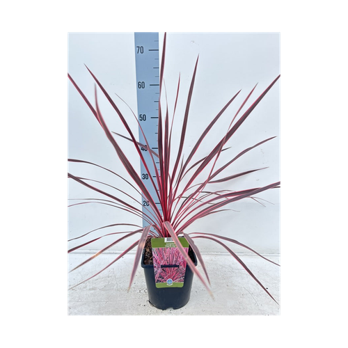 Cordyline australis 'Charlie Boy' 2L