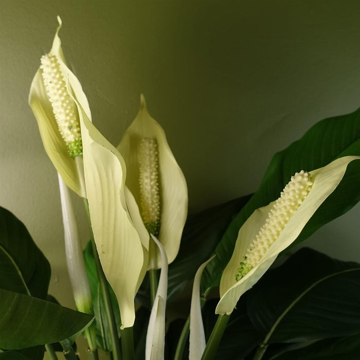 Premium Artificial Peace Lily: Lifelike White Spathiphyllum - Perfect Indoor Decor - Realistic Replica - Weighted Pot - 60cm Height