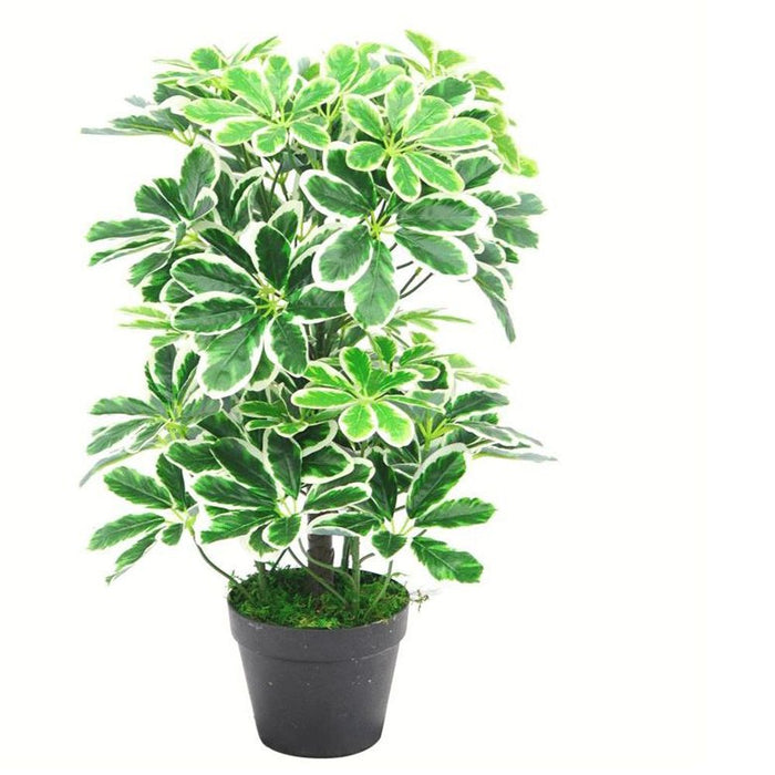 Authentic 55cm Variegated Artificial Schefflera Arboricola Plant