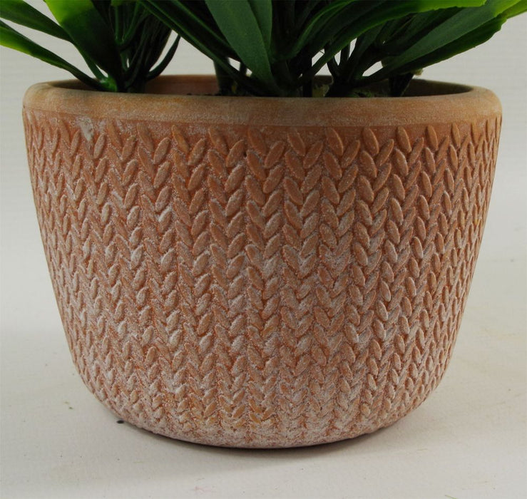 22cm Honey Plant Light Green in Terracotta Pot