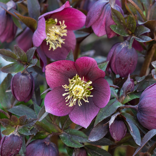 Mix of 3 Helleborus orientalis - Pink/White/Purple 9cm / 1.5L