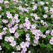 https://images.avasam.com/?url=https://avasamnew.s3.amazonaws.com/live//Shutterstock_2362963493.jpg&w=500