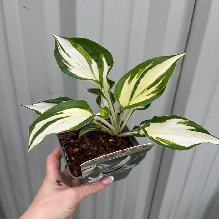 Hosta 'Fire and Ice' 9cm