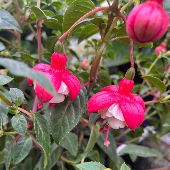 Fuchsia on Stem (Standard Fuchsia) 'Bella' 70-80cm