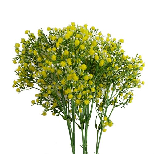 https://images.avasam.com/?url=https://avasamnew.s3.amazonaws.com/product/GB010188/S0671589522/main.png&w=500