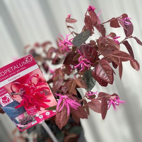 Loropetalum Chinense Fire Dance 2L