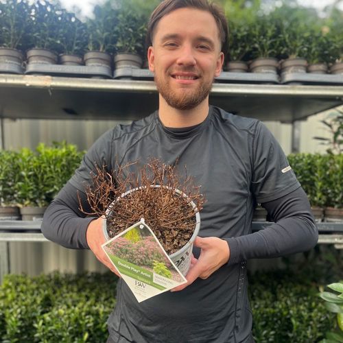 Spiraea Double Play 'Artist' 3L