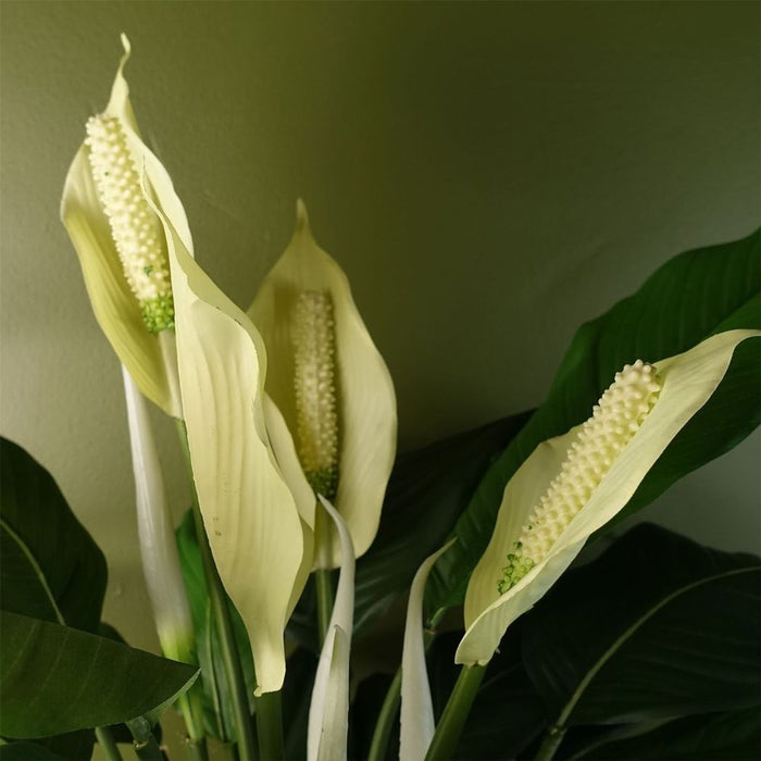 Silk Peace Lily: Artificial White Spathiphyllum - Lifelike Indoor Replica - 60cm Height