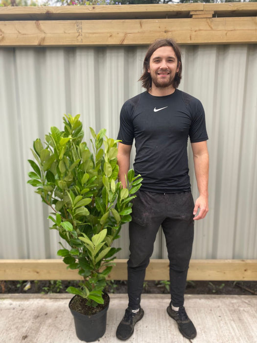 5ft Potted Cherry Laurel Hedging (130-150cm)