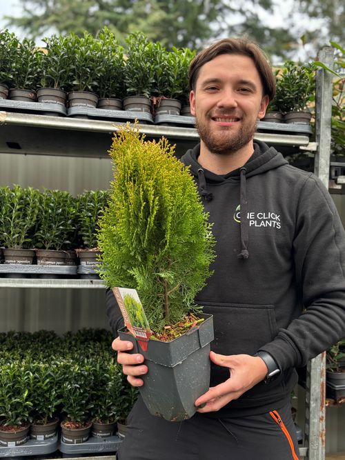 Platycadus orientalis 'Aurea Nana' 2L (40-50cm inc. pot)