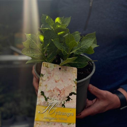 Hydrangea macrophylla 'Frillibet' 2L