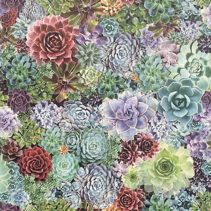 Premium Quality Succulent Living Wall Multi sw12
