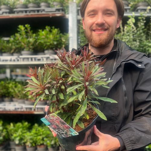 Euphorbia 'Miners Merlot' 9cm