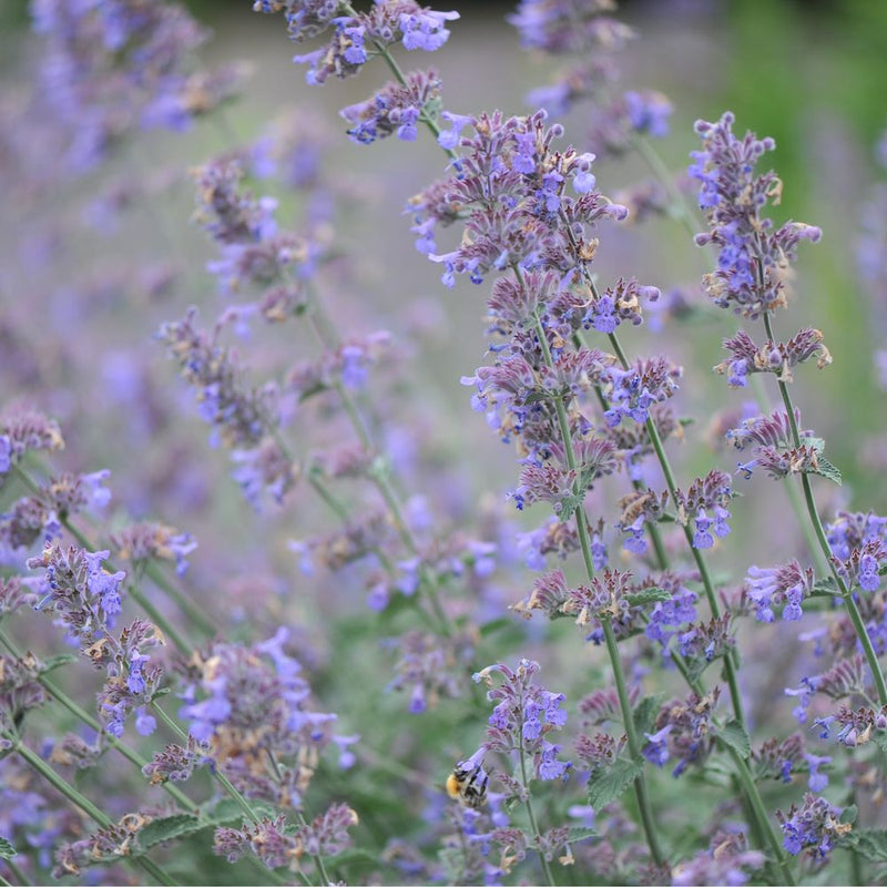 Nepeta Six Hills Giant 9cm