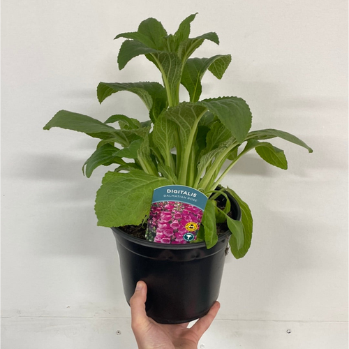 https://images.avasam.com/?w=500&url=https://avasamnew.s3.amazonaws.com/product/GB010245/S0671654125/4.png