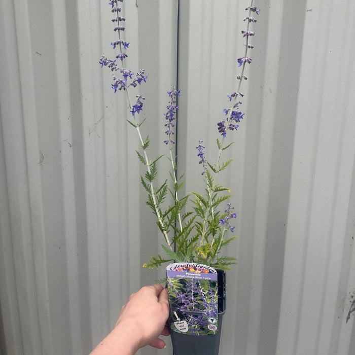 Perovskia 'Blue Spire' 9cm