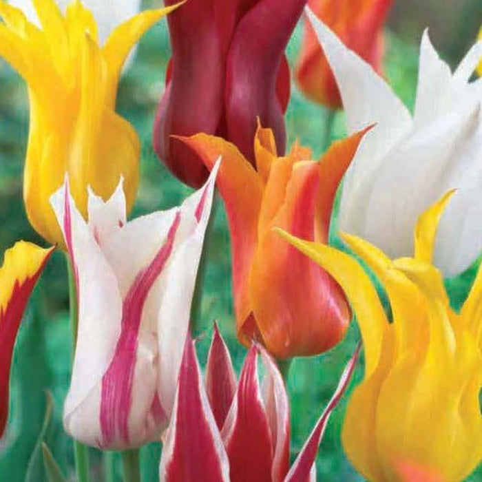 Tulip Lily Flowering Mix (6 Bulbs)