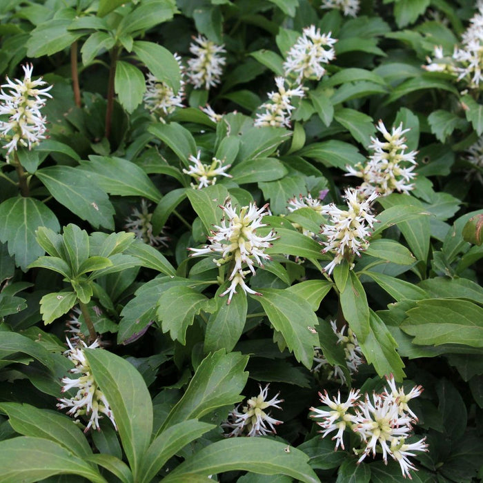 Pachysandra terminalis (9cm Pot)