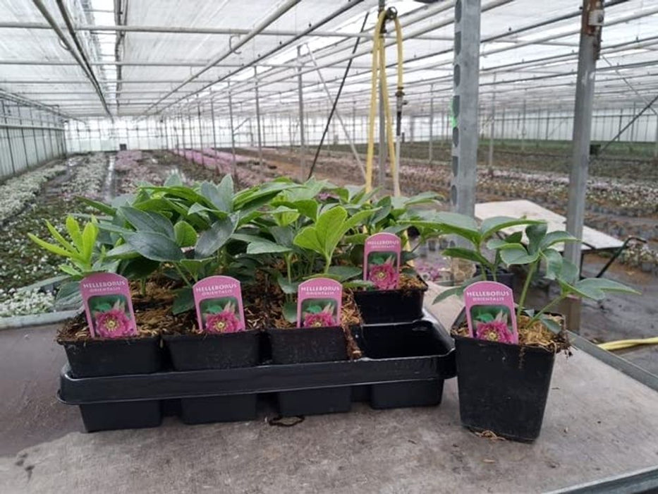 Mix of 3 Helleborus orientalis - Pink/White/Purple (9cm) 3 FOR £15