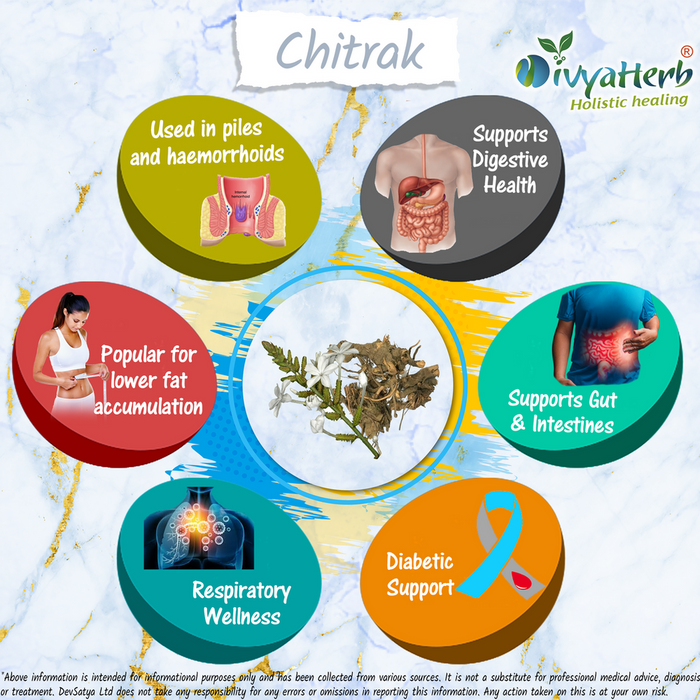 Premium Chitrak Powder – Health Benefits from Plumbago zeylanica