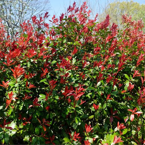 Photinia 'Carre Rouge' 60-70cm (5L)