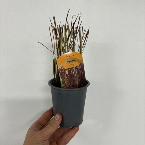 https://images.avasam.com/?w=500&url=https://avasamnew.s3.amazonaws.com/product/GB010245/S0671650753/main.png
