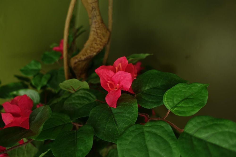 150cm Pink Japanese Artificial Silk Bougainvillea Tree