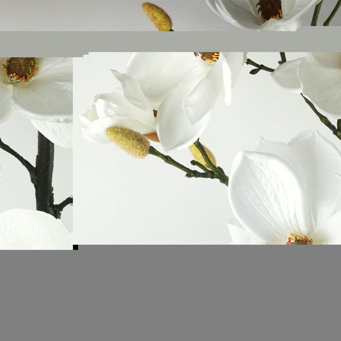 Exquisite Silk Magnolia Tree | 110cm | White Potted