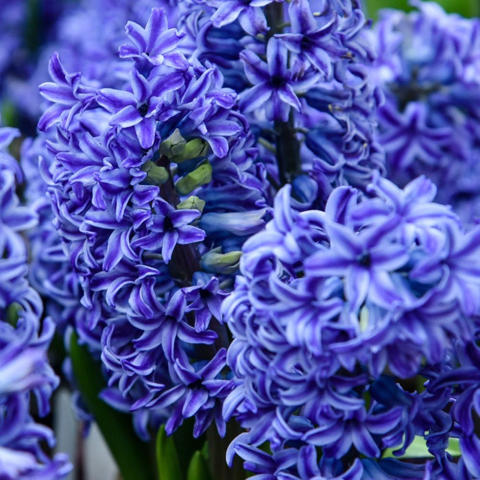 Hyacinth Mixed (3 Bulbs)