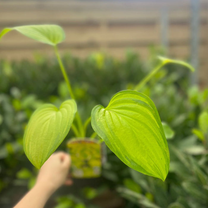 Hosta 'Fragrant Bouquet' 9cm