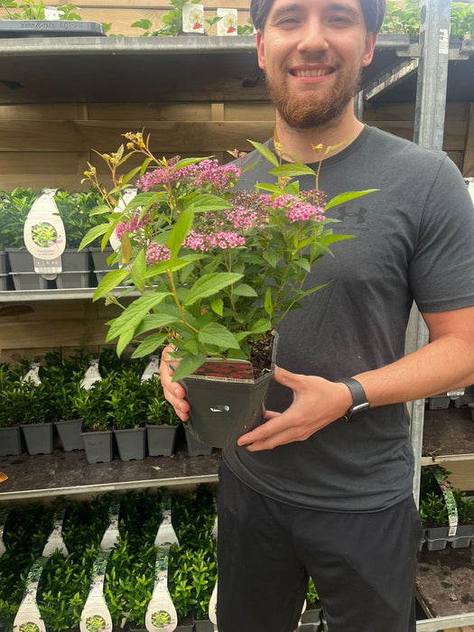 Spiraea japonica 'Anthony Waterer' 2L