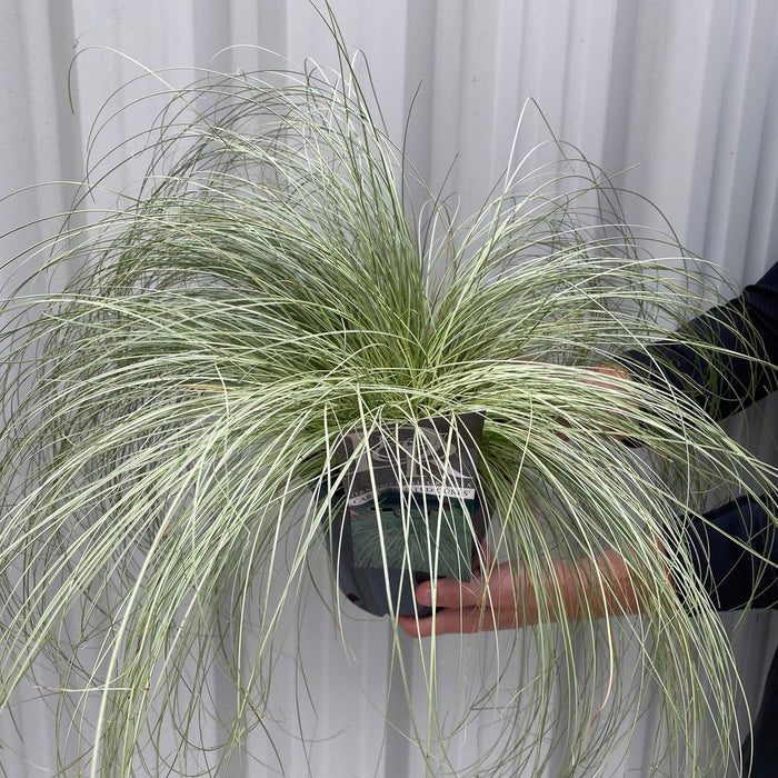 Carex Grass 'Frosted Curls' 1.5L-2L